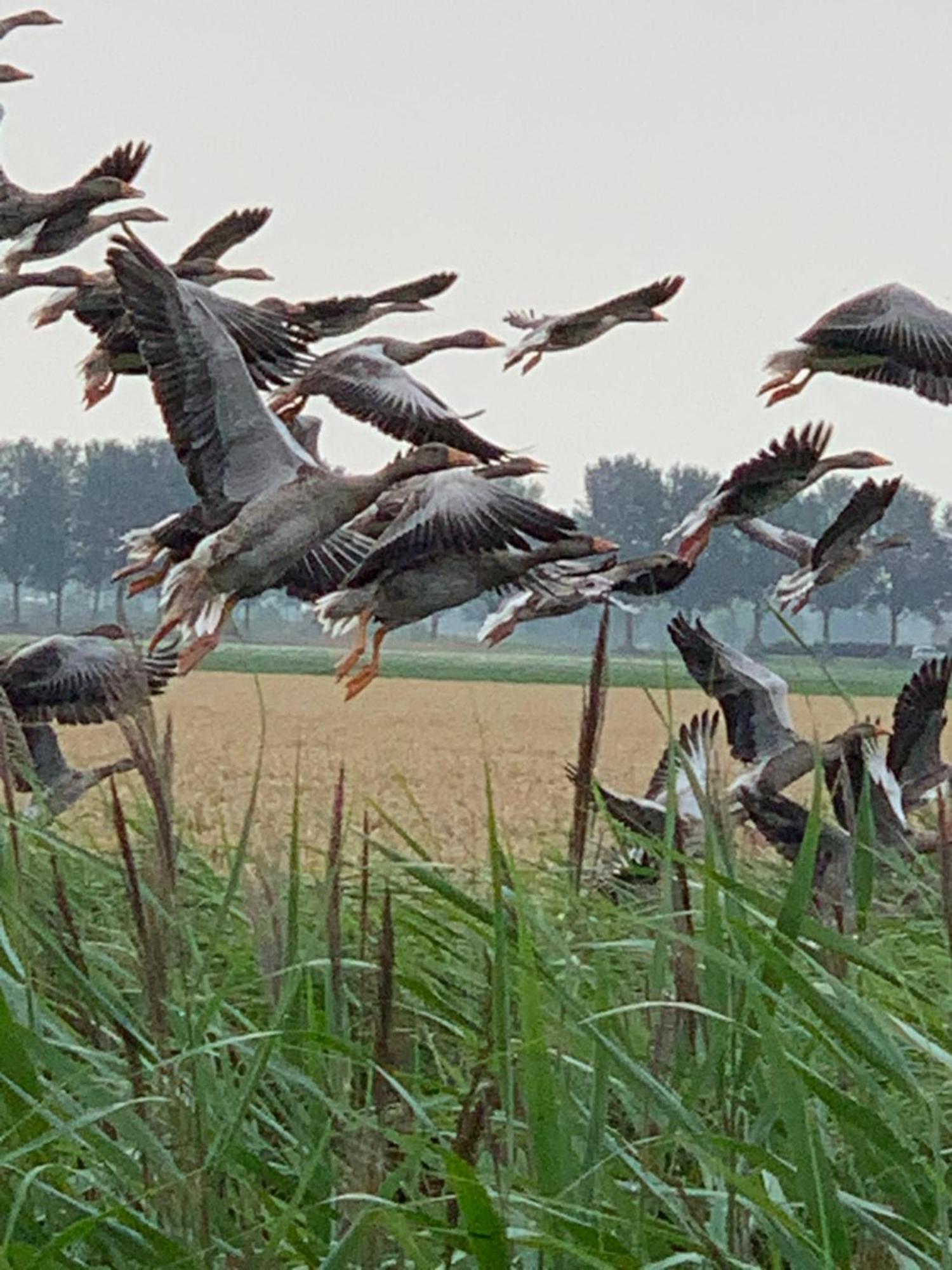 Vakantiewoning Le Garaazje 'S-Gravendeel エクステリア 写真